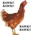 bawk bawk.jpg